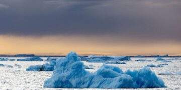 Pinguin: Social Media: "Aber warum": Einsamer Pinguin wird zum Social-Media-Hit