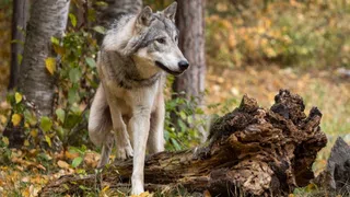 Schweizer Wolfsbilanz – Graubünden und Wallis dominieren bei der Wolfsjagd