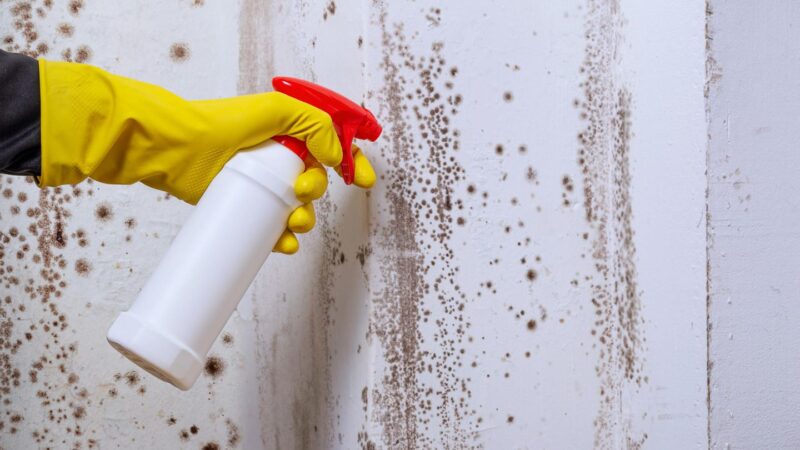 Hausmittel & Co.: Stockflecken entfernen: Mit diesen Methoden klappt es am besten