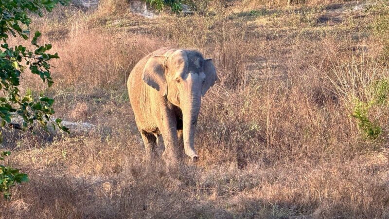 Notfälle: Wilder Elefant tötet Camper in thailändischem Nationalpark